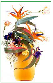 Bird in Paradise