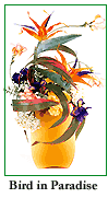 Bird in Paradise