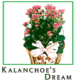 Kalanchoe's Dream