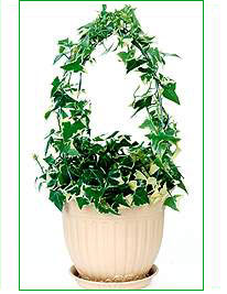 Ivy Topiary