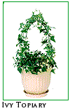 Ivy Topiary