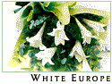 White Europe