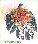 Orchid-Lily 