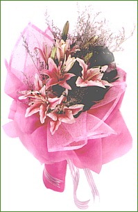 ( HB0027 )  Stargazer 