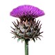 Thistles for Aries