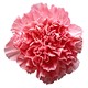 Pink Carnations for Capricorn