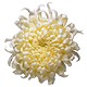 Crysanthemums for Cancer