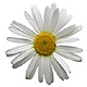Daisys for Libra