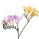 Fresias for Taurus