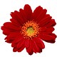 Gerbera for Scorpio