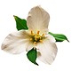 Lilies for Virgo