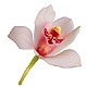 Orchids for Aquarius