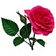 Roses for Gemini