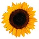 Sunflowers for Leo