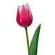 Tulips for Sagittarius