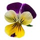 Violets for Pisces