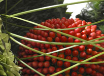 International floral design and education 