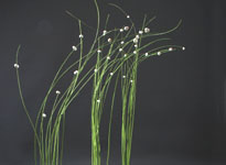 International floral design and education 
