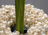International floral design and education 