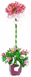 Alstroemeria